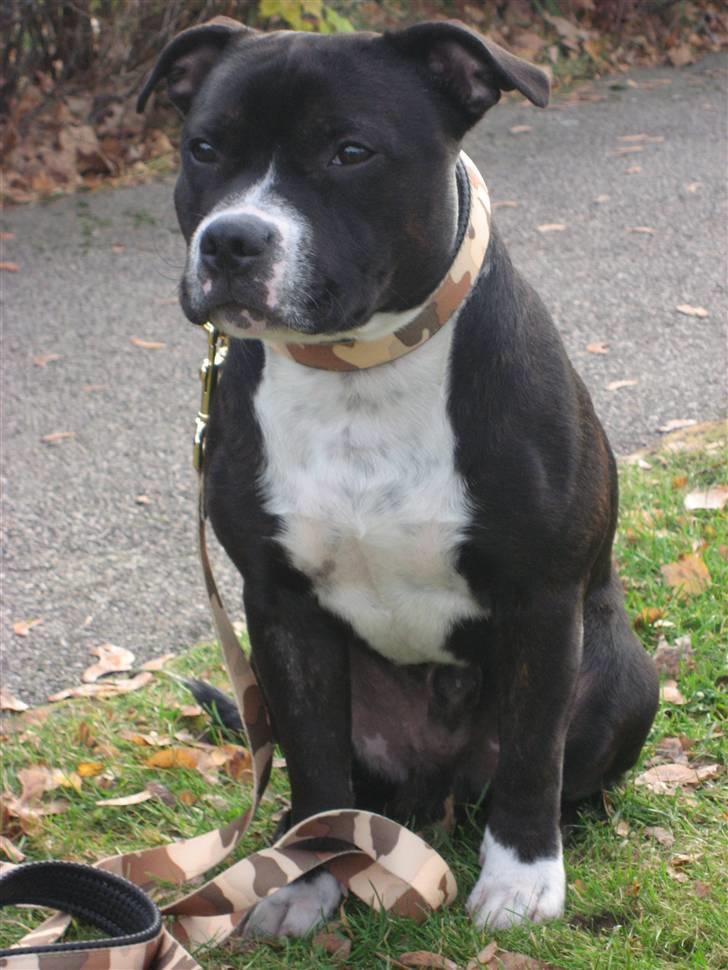 Staffordshire bull terrier Andy - Taget i Växjö, Andy er her 8,5 mdr billede 6