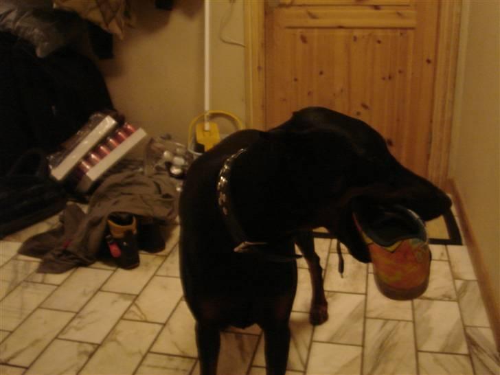 Dobermann Jagger(død):( billede 10