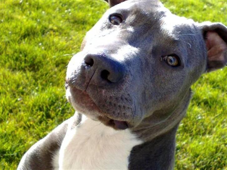 Amerikansk staffordshire terrier Alou - 4/11 i haven - supersolskinsvejr :o) billede 15