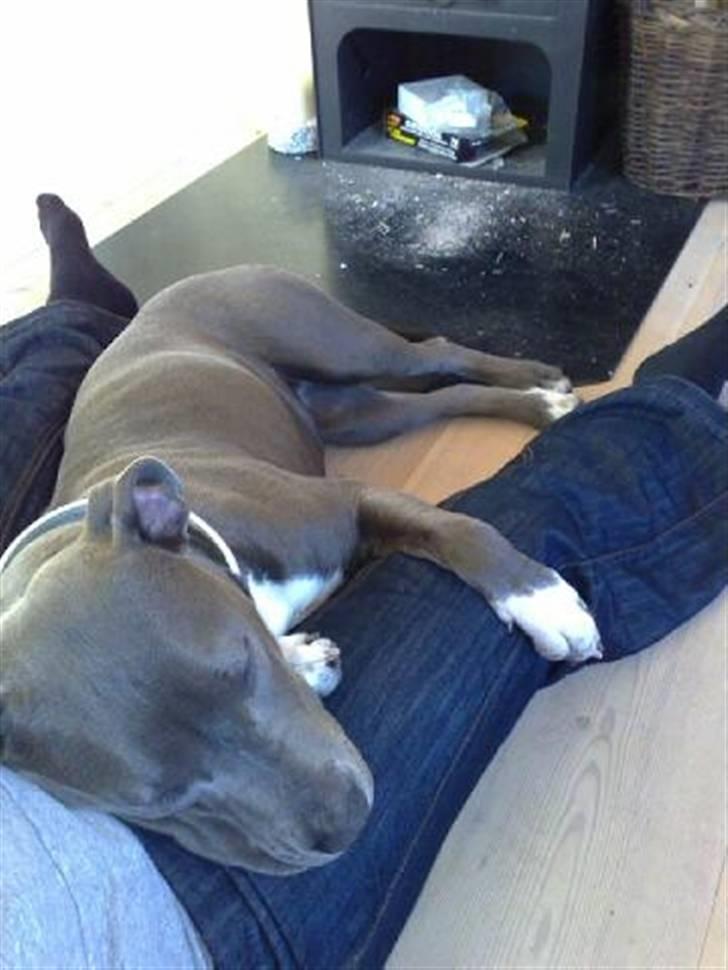 Amerikansk staffordshire terrier Alou - Aaah - at putte foran brændeovnen.... billede 16