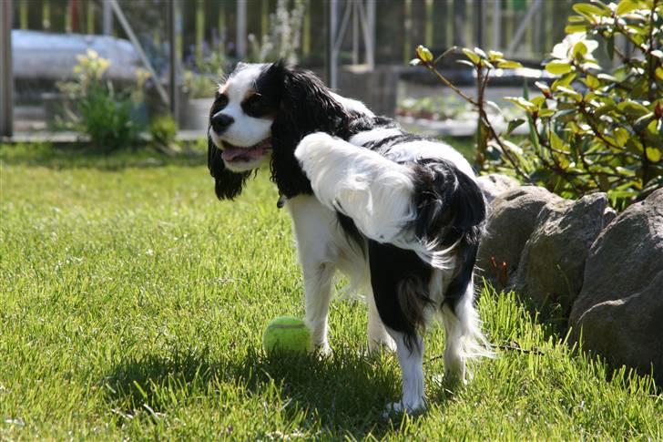 Cavalier king charles spaniel Tikka - Tikka<3 NYT d. 24.04 med vores nye kamera :)  billede 17