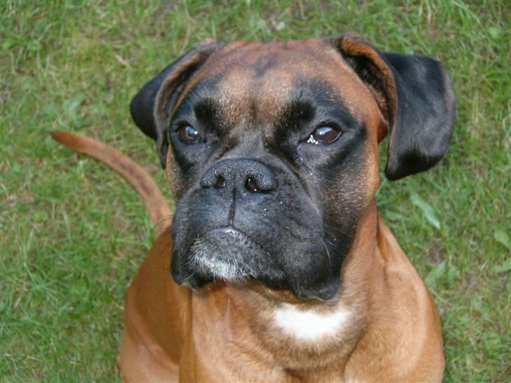 Boxer Bølle - 2007 billede 17