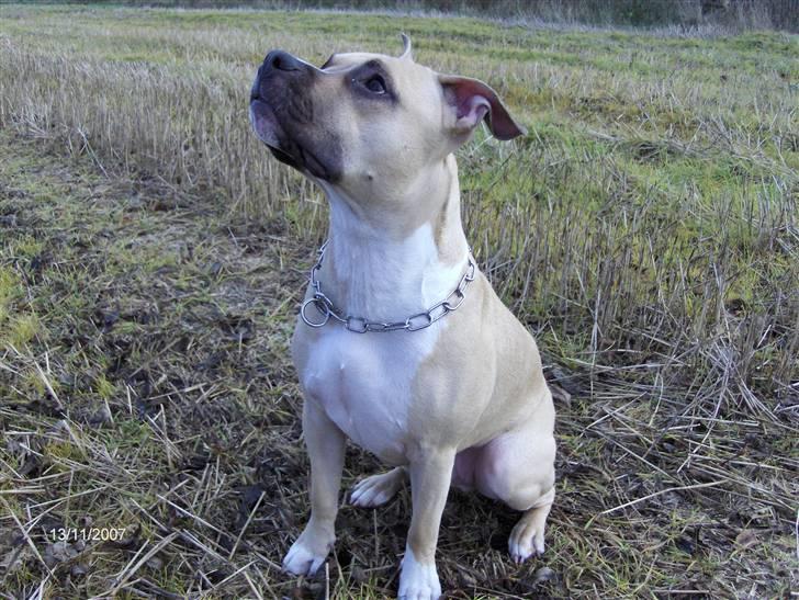Amerikansk staffordshire terrier Pumba - Død 8/1 -08  - billede 1