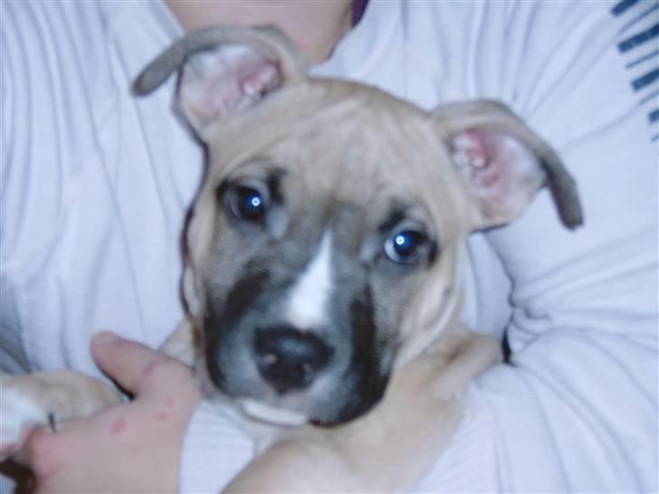 Amerikansk staffordshire terrier Pumba - Død 8/1 -08  - billede 2