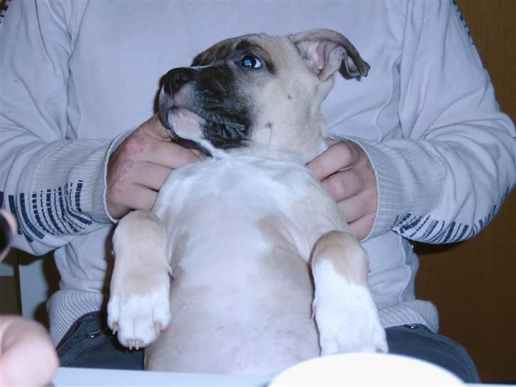 Amerikansk staffordshire terrier Pumba - Død 8/1 -08  - billede 3