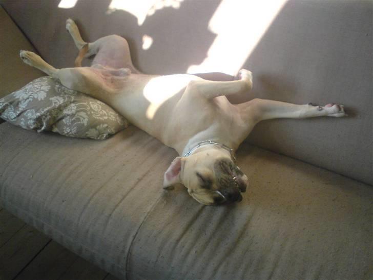 Amerikansk staffordshire terrier Pumba - Død 8/1 -08  - billede 5