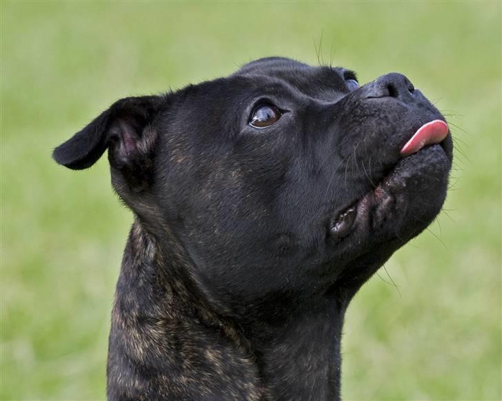 Staffordshire bull terrier Princess R.I.P. 30/4-11 - Princess knap 2 år - Taget af *SBHT * herfra billede 2