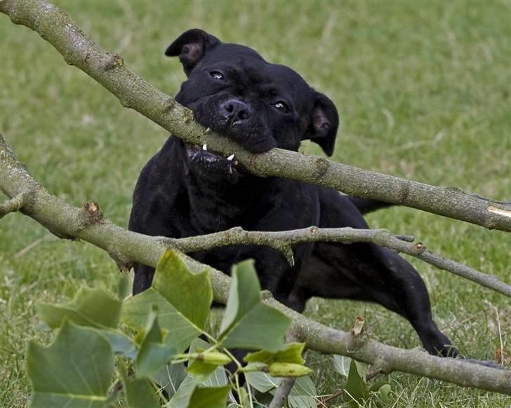 Staffordshire bull terrier Princess R.I.P. 30/4-11 - Mmm Princess nyder dette :o) - Taget af *SBHT * herfra billede 4