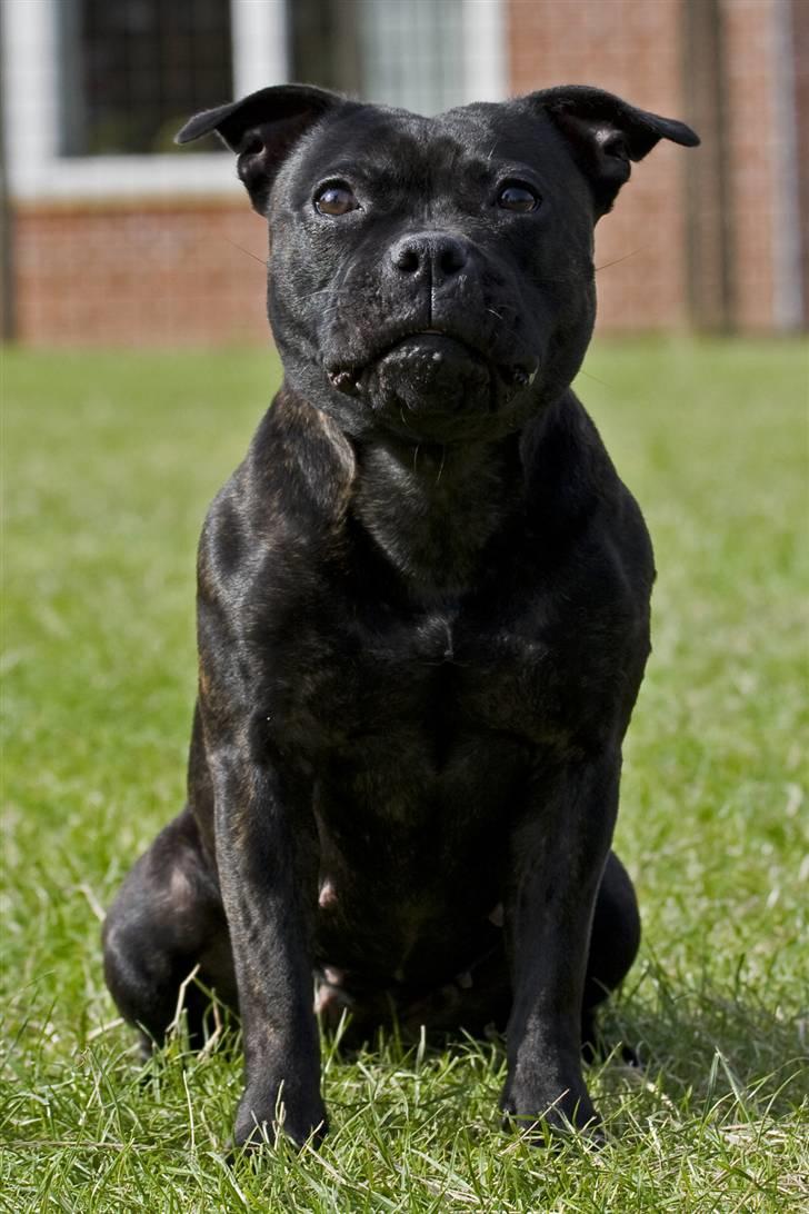 Staffordshire bull terrier Princess R.I.P. 30/4-11 - Meget optaget af legetøj, men hun sad såå flot - Taget af *SBHT * herfra billede 7