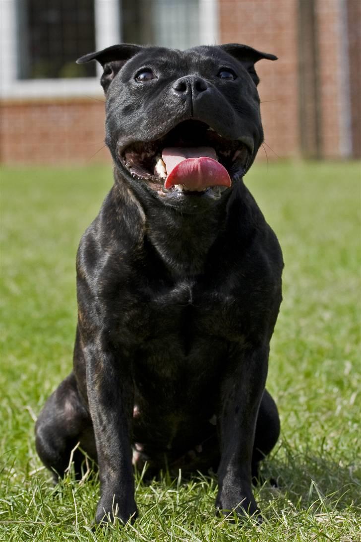 Staffordshire bull terrier Princess R.I.P. 30/4-11 - Hun kunne godt sidde stille selvom der skulle tages billeder - Taget af *SBHT * herfra billede 8