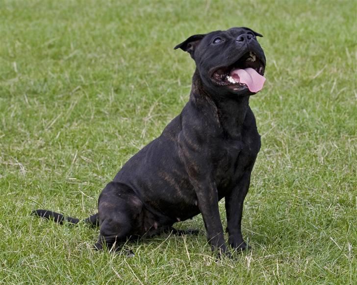 Staffordshire bull terrier Princess R.I.P. 30/4-11 - Hvad er det du har mor? - Taget af *SBHT * herfra billede 9