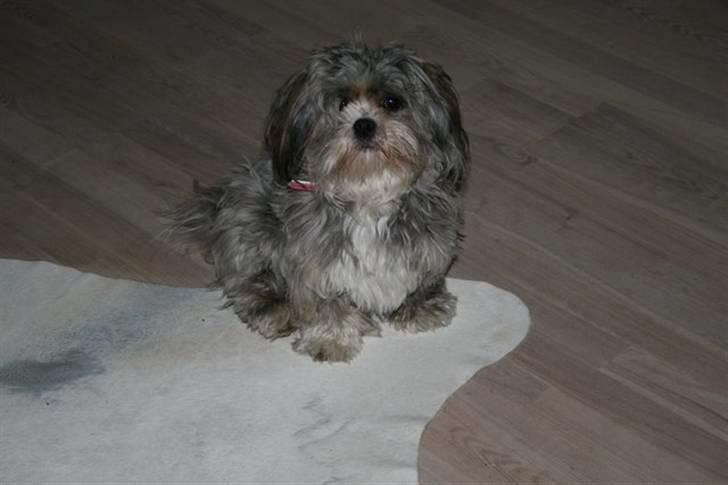 Lhasa apso Wilma billede 5