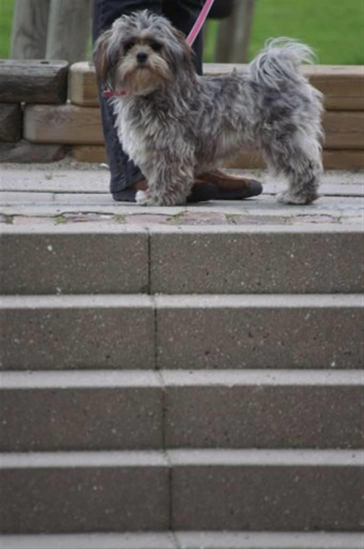 Lhasa apso Wilma billede 6