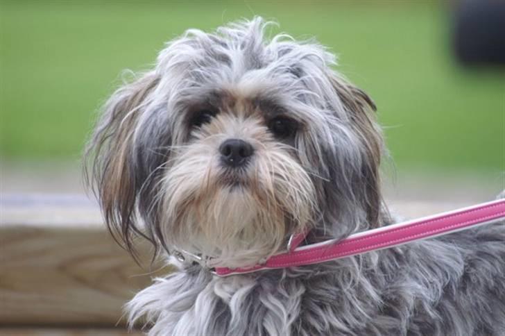 Lhasa apso Wilma billede 7