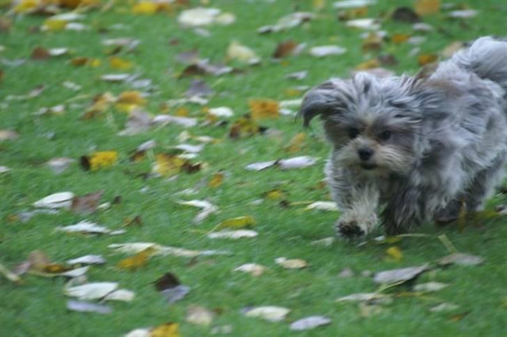 Lhasa apso Wilma billede 8