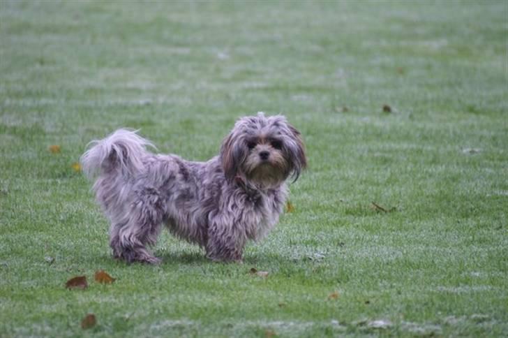 Lhasa apso Wilma billede 9