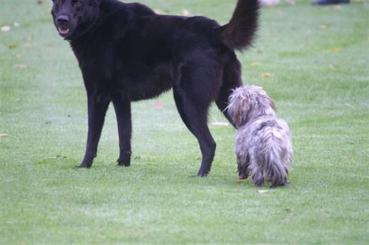 Lhasa apso Wilma billede 10