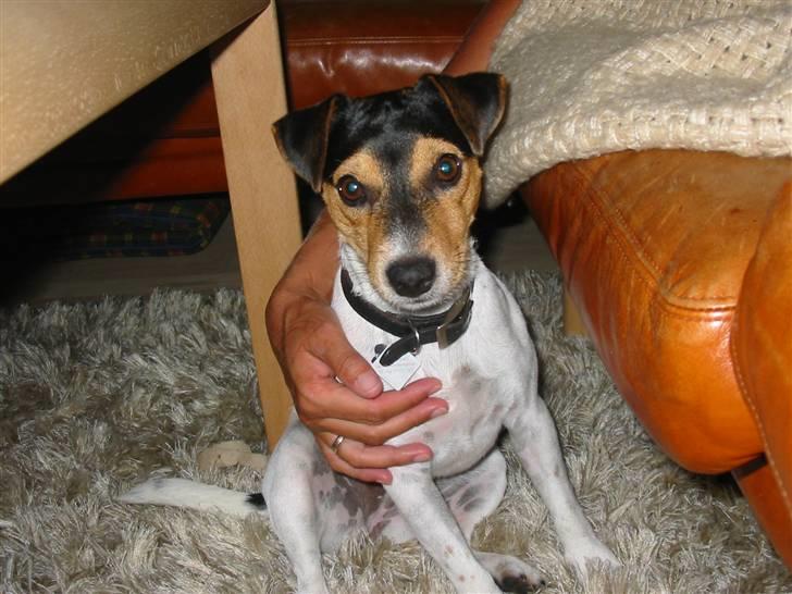 Jack russell terrier * Ida <'3 * - Bliver nusset lidt. billede 10