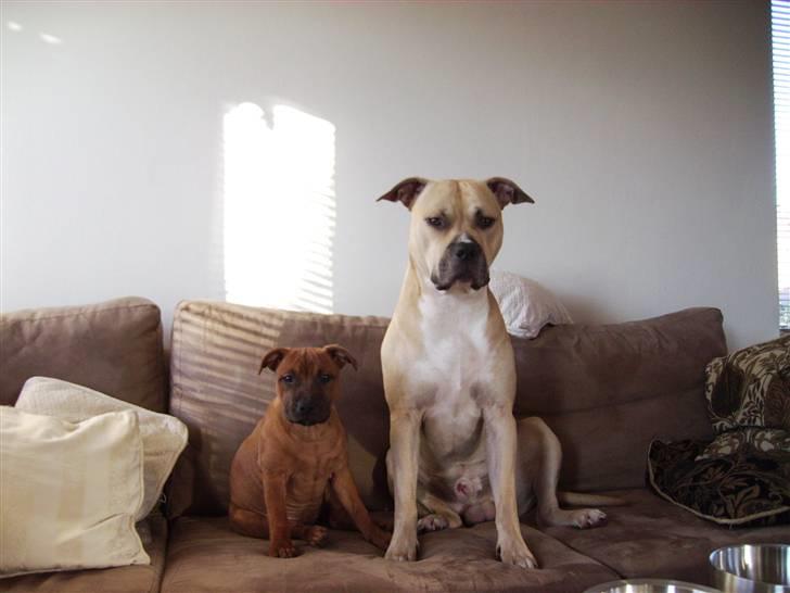 Staffordshire bull terrier -Betty Kaldt Coco billede 15