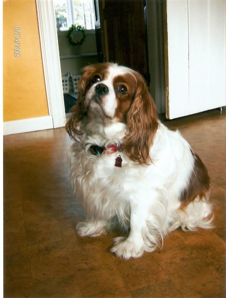 Cavalier king charles spaniel Smilla billede 1