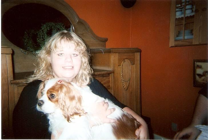 Cavalier king charles spaniel Smilla - Til fødselsdag med flag i ørerne. billede 2