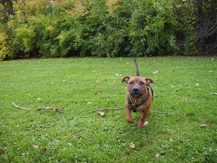Staffordshire bull terrier -Betty Kaldt Coco billede 16