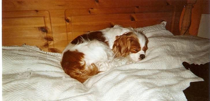 Cavalier king charles spaniel Smilla - Det er dejligt med en lille lur. billede 3
