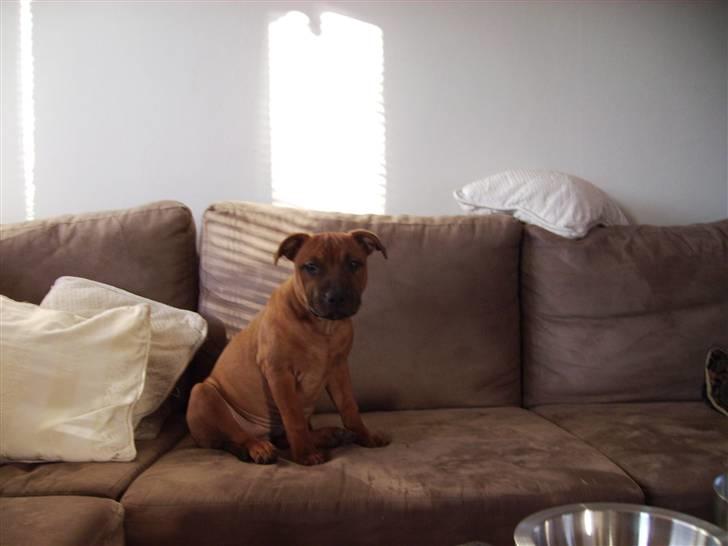Staffordshire bull terrier -Betty Kaldt Coco billede 17
