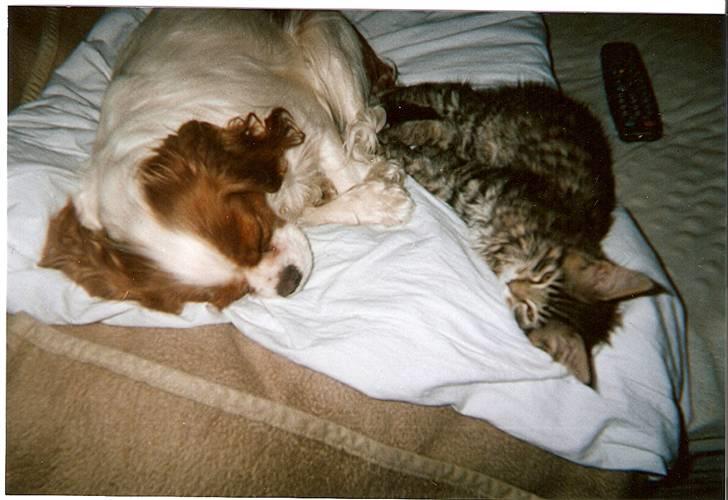 Cavalier king charles spaniel Smilla - Her putter hun med Aske. billede 4