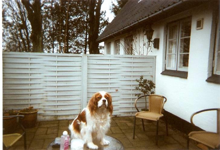 Cavalier king charles spaniel Smilla - Se hvor fin jeg er, når jeg er blevet børstet. billede 5