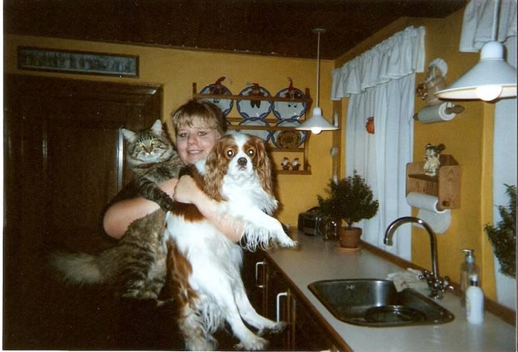 Cavalier king charles spaniel Smilla - Smilla, Signe og Aske. billede 6