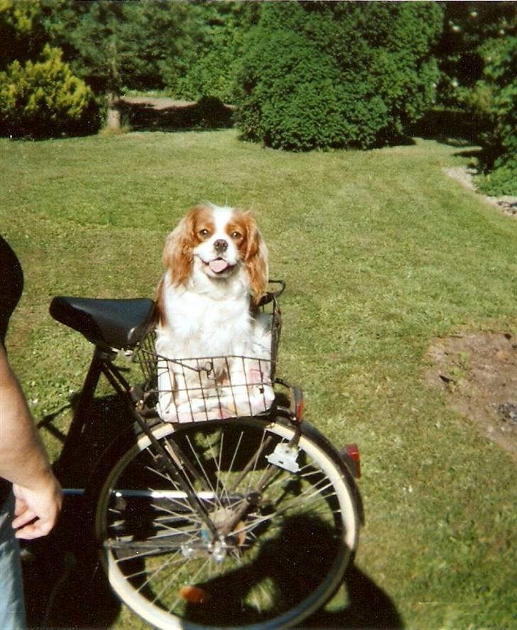 Cavalier king charles spaniel Smilla - Puha, en hård cykeltur. billede 7