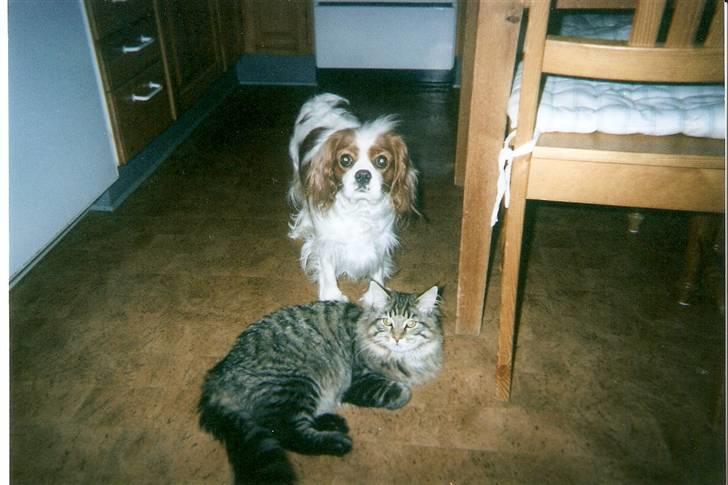 Cavalier king charles spaniel Smilla - Smilla og Aske. billede 8
