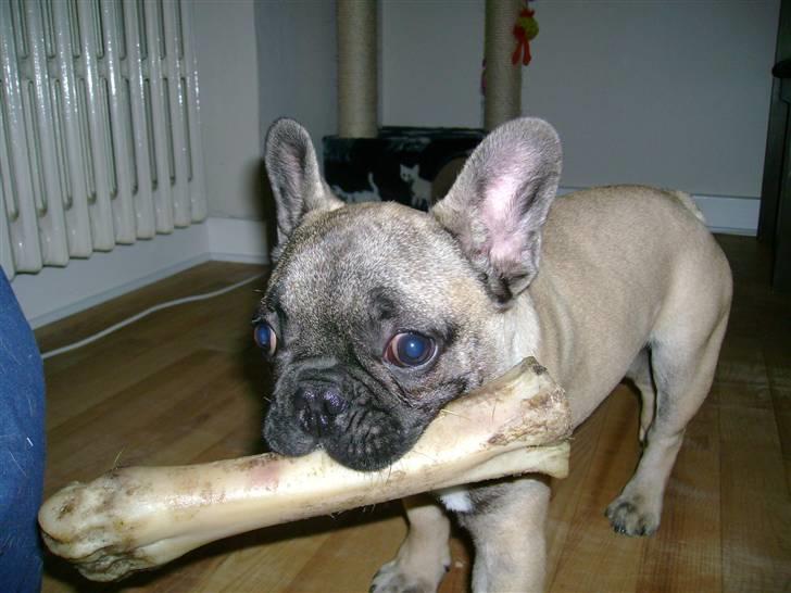 Fransk bulldog Kento - Se hva jeg har fundet..! billede 14