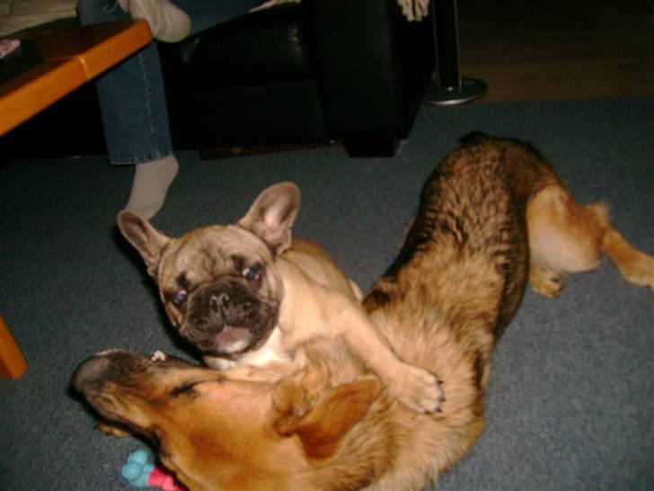 Fransk bulldog Kento - Jeg er ikke bange for dig Sila billede 15