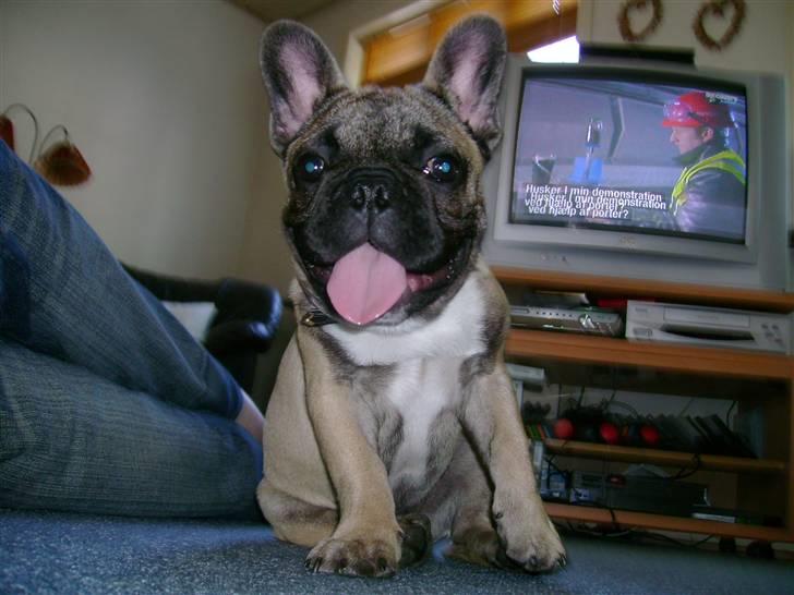 Fransk bulldog Kento billede 16