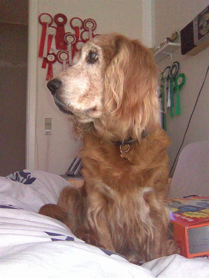 Cocker spaniel Fanny 98610  (Zenta)R.I.P - zenta har vidst fået øje på noget :)  billede 18