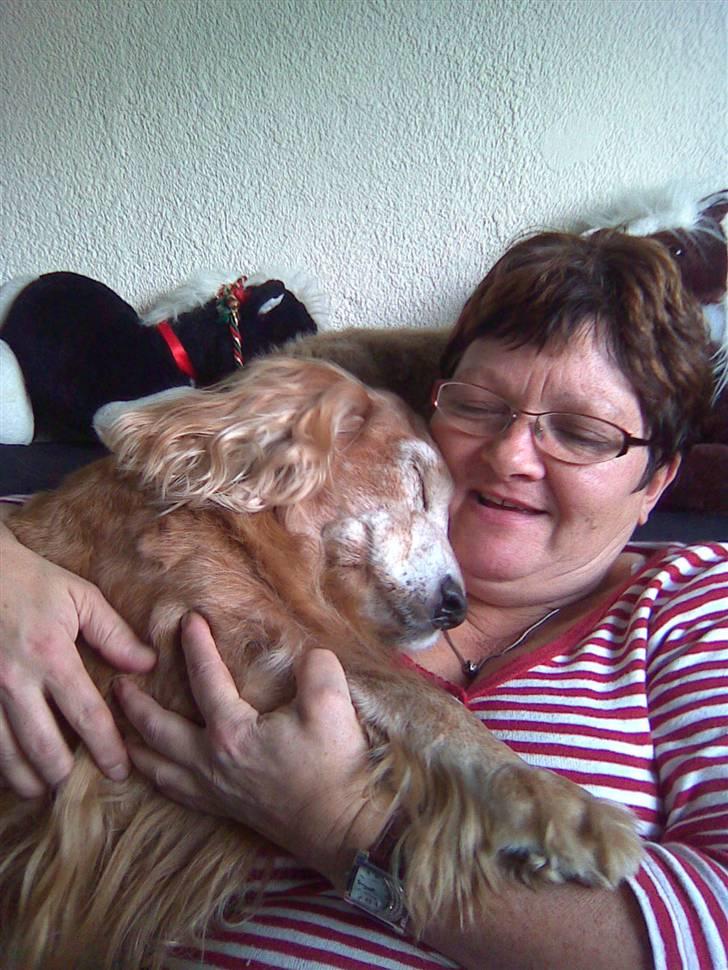 Cocker spaniel Fanny 98610  (Zenta)R.I.P - zenta putter ved mor.. :)  billede 19