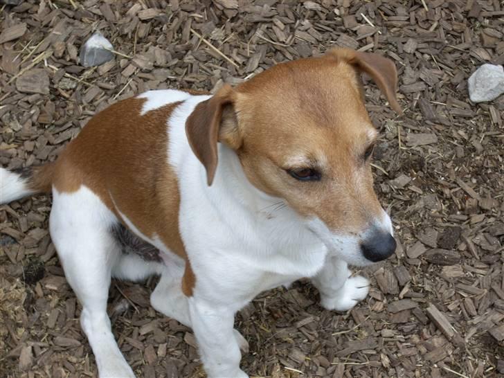 Jack russell terrier mads - det er miig og mads  billede 1