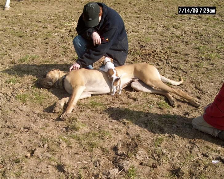 Jack russell terrier mads - det er mads den lille og vores store hund møffe der er dø nu billede 2