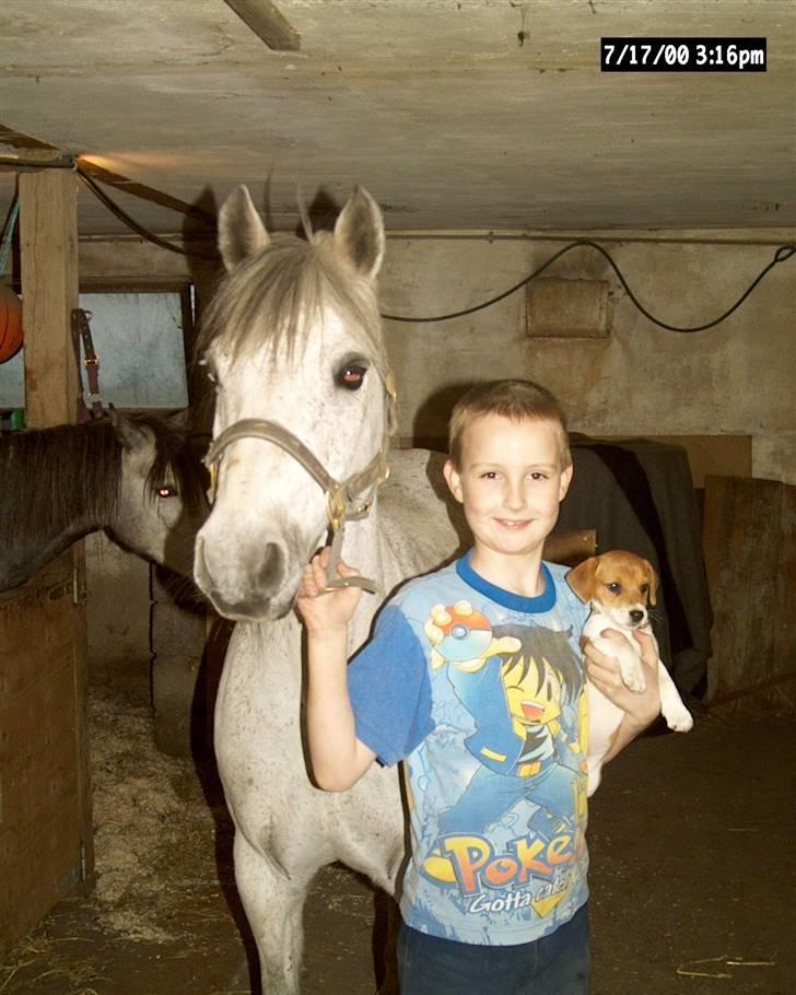 Jack russell terrier mads - hesten hed sille den er også død nu:(. drengen er tim miin storebror. ja der er han igen mads   billede 3