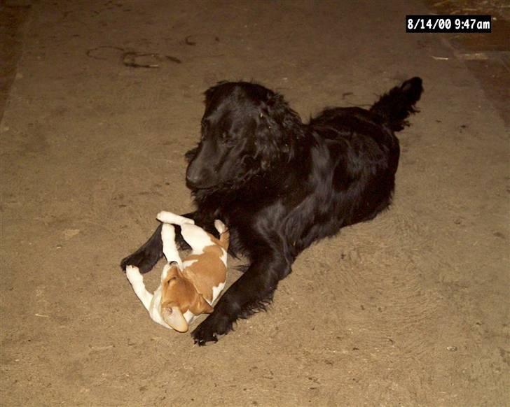 Jack russell terrier mads - mads er den lille som ligger på ryggen han kunne ikke lige slå den store hund mico som også billede 4