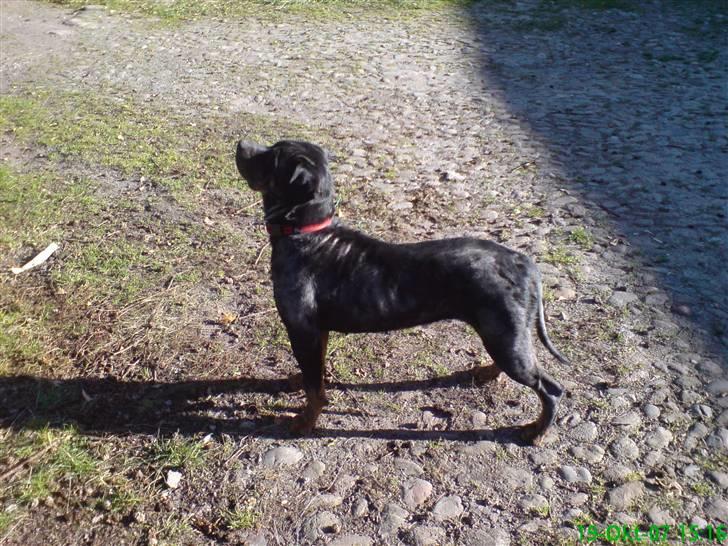 Rottweiler Schiba - Jeg kigger lige efter kattene i træet billede 1