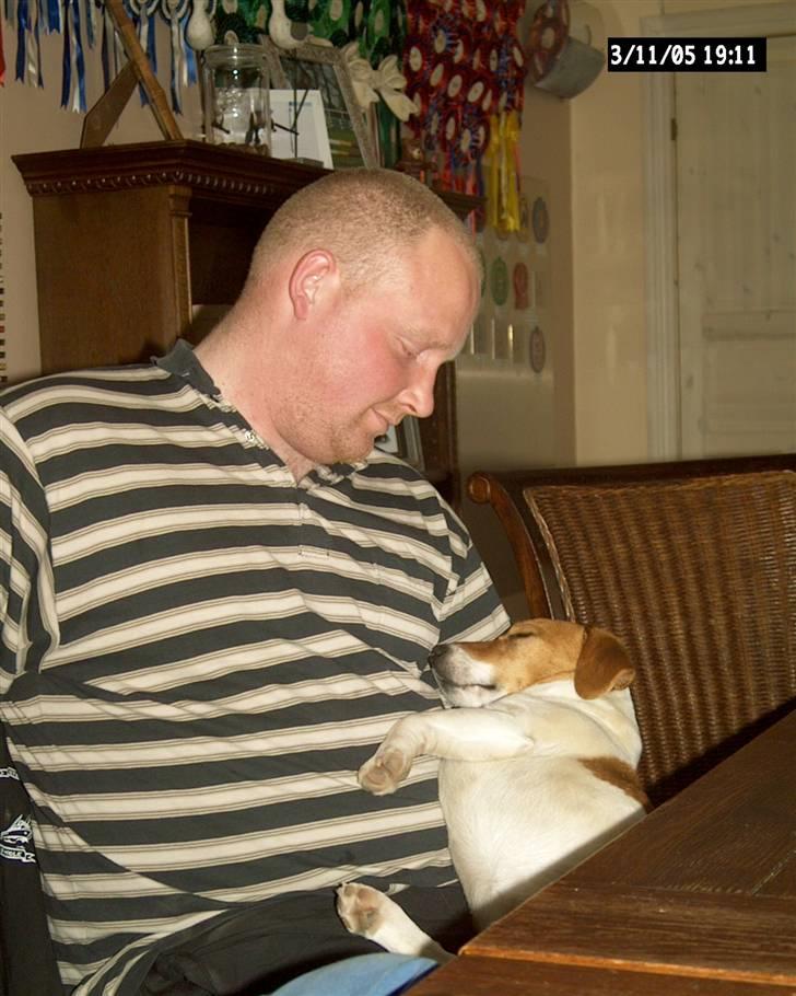 Jack russell terrier mads billede 5