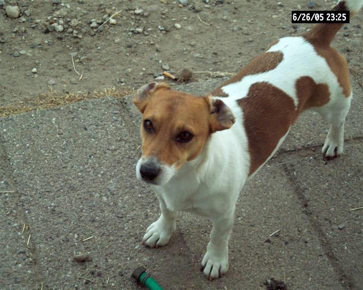 Jack russell terrier mads billede 6