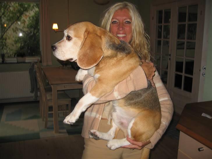 Beagle Magnus - >>>> ja det betaler sig at tabe sig <<<< billede 9