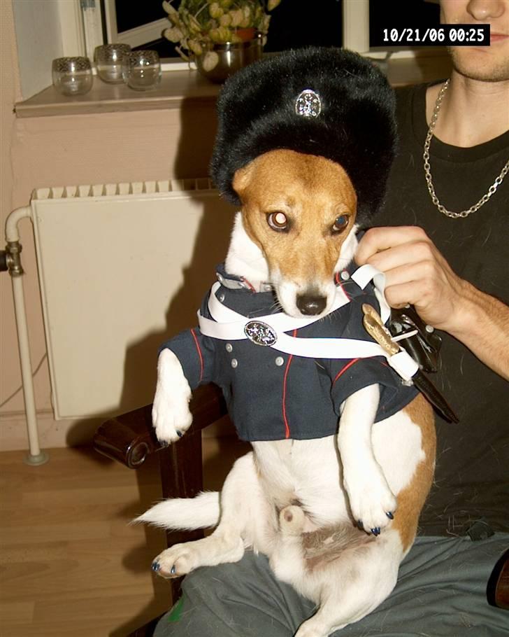 Jack russell terrier mads billede 7