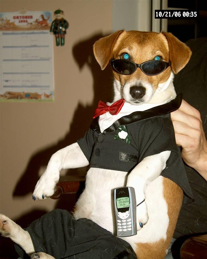 Jack russell terrier mads billede 8