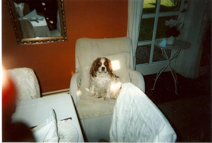 Cavalier king charles spaniel Smilla billede 10