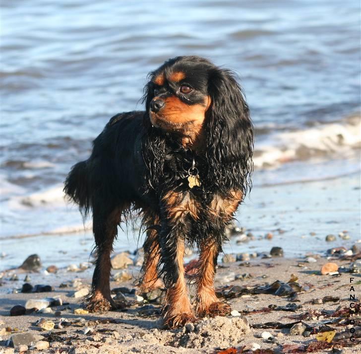 Cavalier king charles spaniel Bianca - Hvor smukt når solen skinder på den fine brune farve.. billede 15